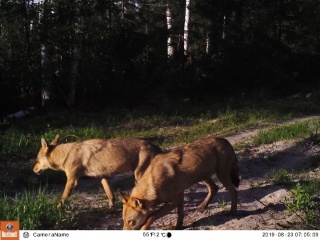 Матёрый и Тула.JPG